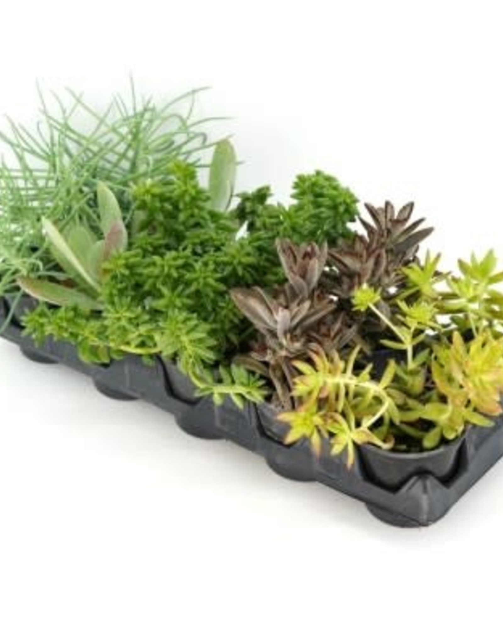 Cascade Tropicals Succulent assorted - 10 per flat 4in Succulent