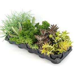 Cascade Tropicals Succulent assorted - 10 per flat 4in Succulent