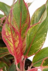 Cascade Tropicals Aglaonema 'Siam' 5in Chinese Evergreen