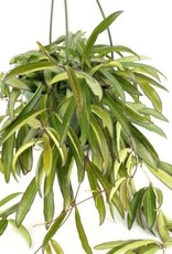 Cascade Tropicals Hoya wayetii - Hanging Pot 6in Wax Plant