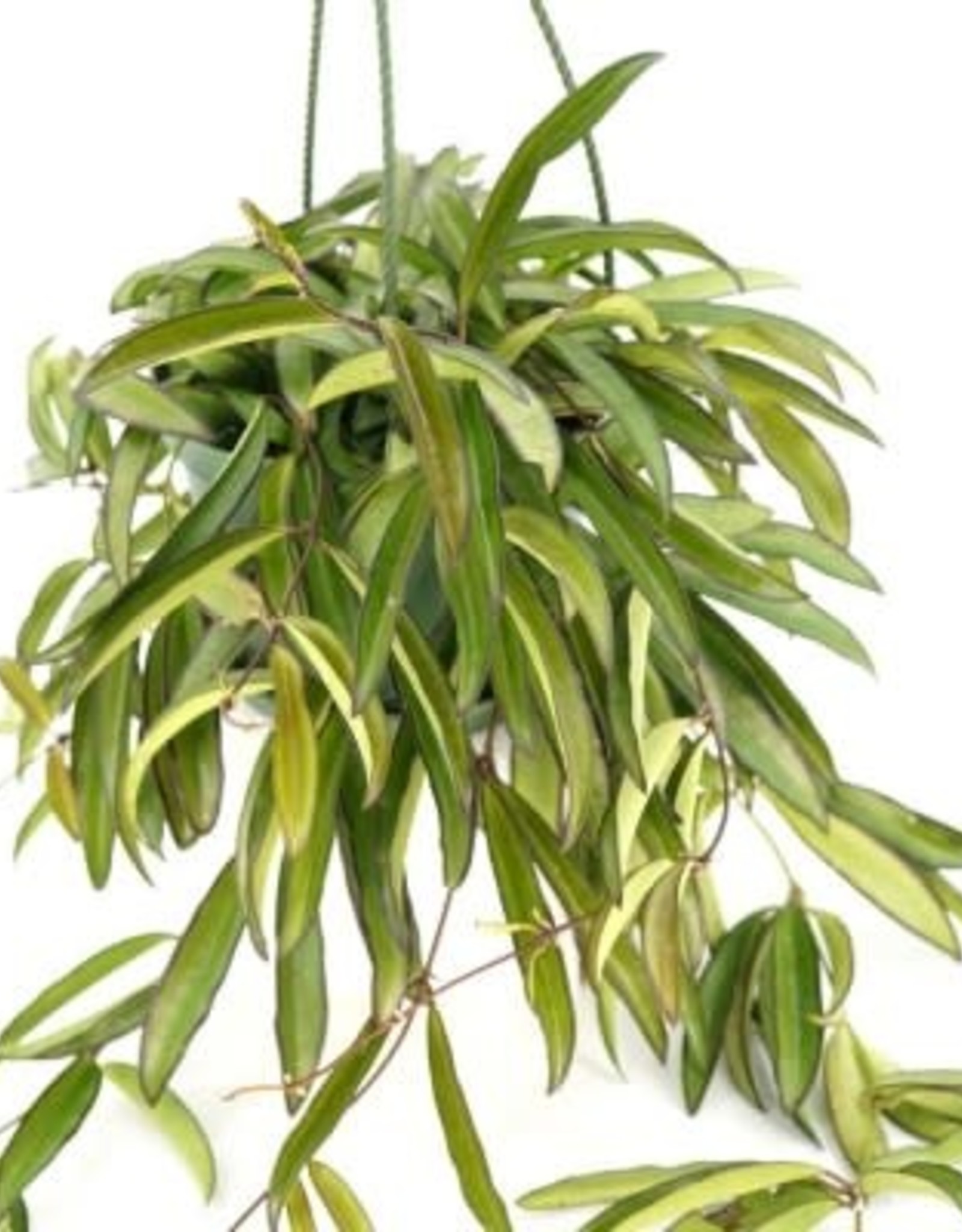 Cascade Tropicals Hoya wayetii - Hanging Pot 6in Wax Plant
