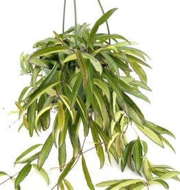 Cascade Tropicals Hoya wayetii - Hanging Pot 6in Wax Plant