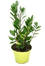 Cascade Tropicals Zamioculcas zamiifolia 6in ZZ Plant
