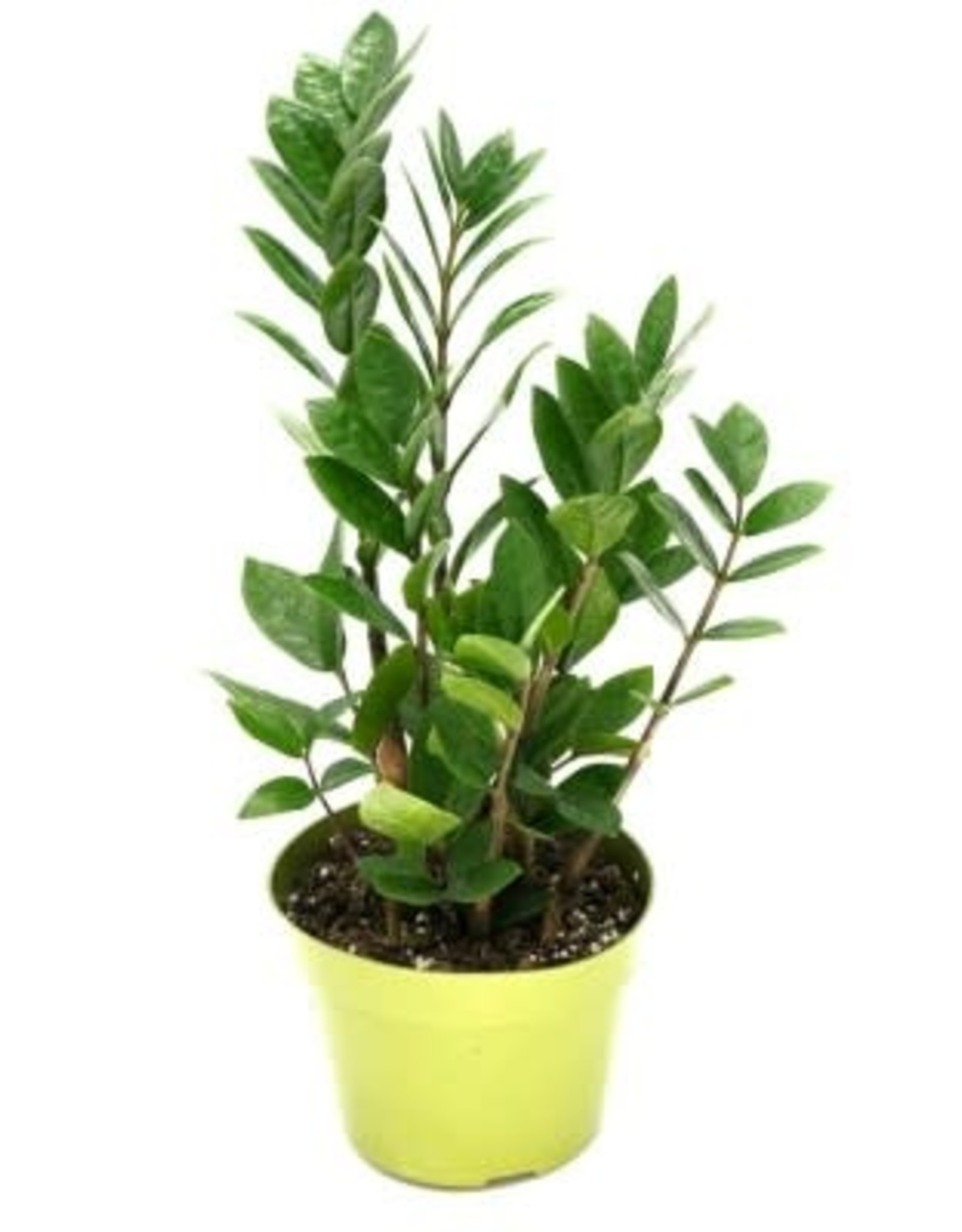 Cascade Tropicals Zamioculcas zamiifolia 6in ZZ Plant