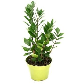 Cascade Tropicals Zamioculcas zamiifolia 6in ZZ Plant