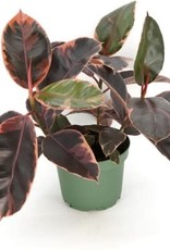 Cascade Tropicals Ficus elastica 'Ruby' 8in Rubber Tree