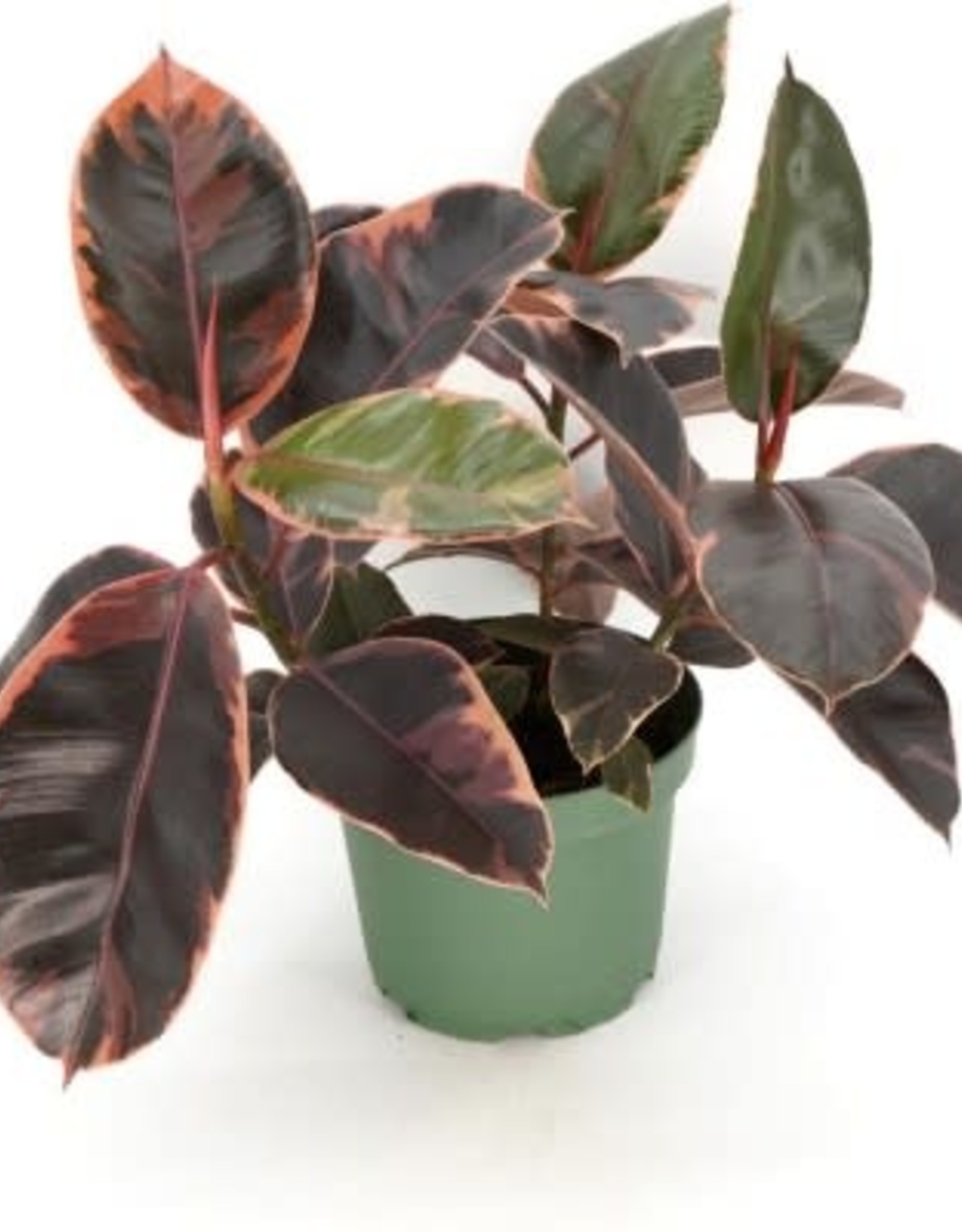 Cascade Tropicals Ficus elastica 'Ruby' 8in Rubber Tree