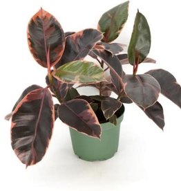Cascade Tropicals Ficus elastica 'Ruby' 8in Rubber Tree