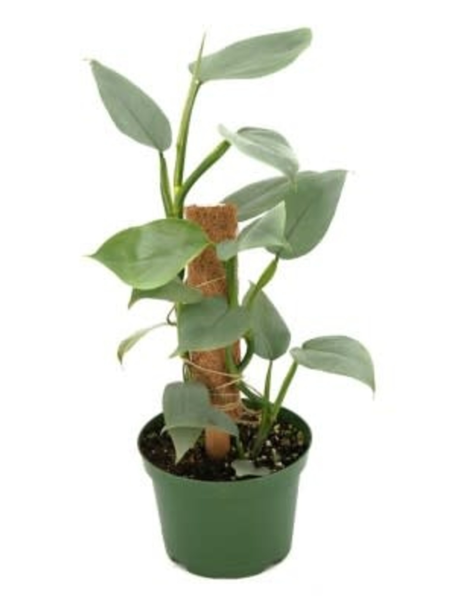 Cascade Tropicals Philodendron hastatum Silver Sword 8in Philodendron