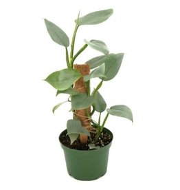 Cascade Tropicals Philodendron hastatum Silver Sword 8in Philodendron