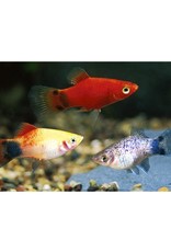 Assorted Crescent Platy Med