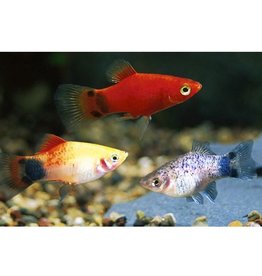 Assorted Crescent Platy Med