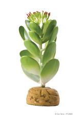 Hagen Exo Terra Jade Cactus Terrarium Plant