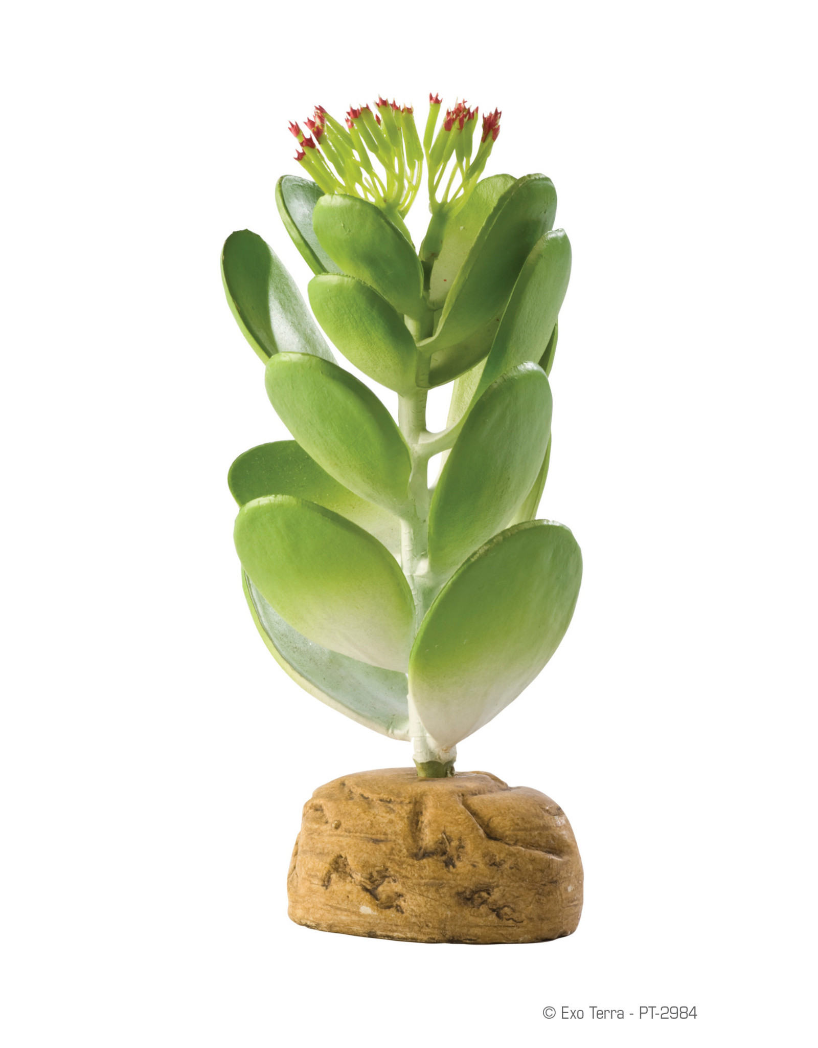 Hagen Exo Terra Jade Cactus Terrarium Plant