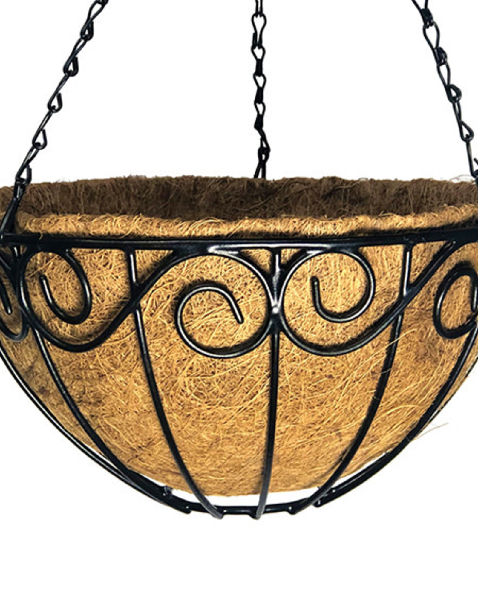 Norfolk Hanging Moss Basket 14"