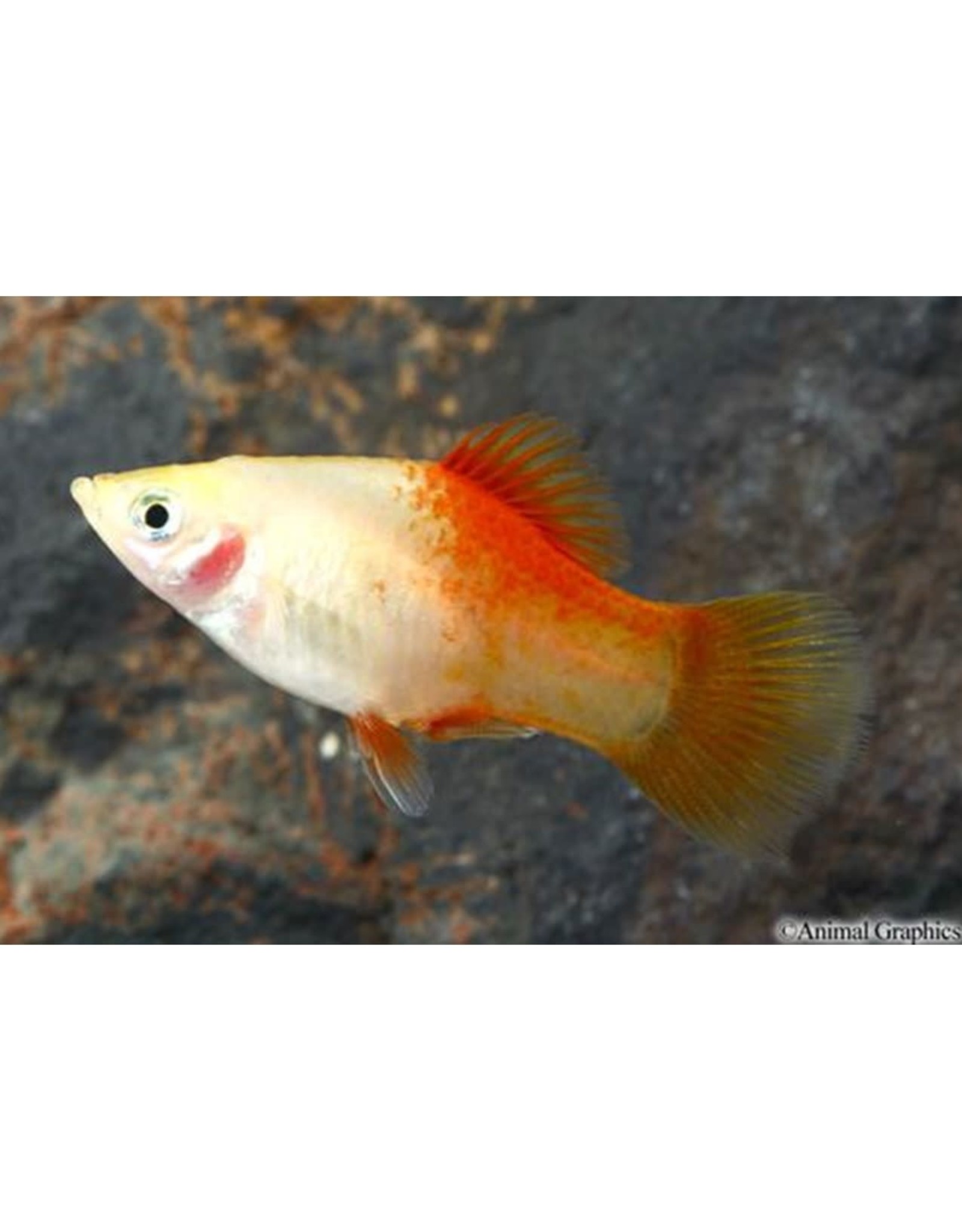 Pineapple Candy Platy Med
