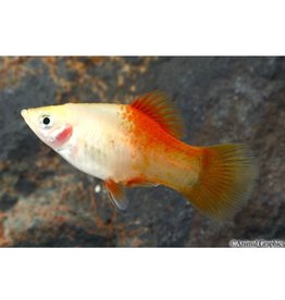 Pineapple Candy Platy Med