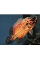 Red Oscar Reg