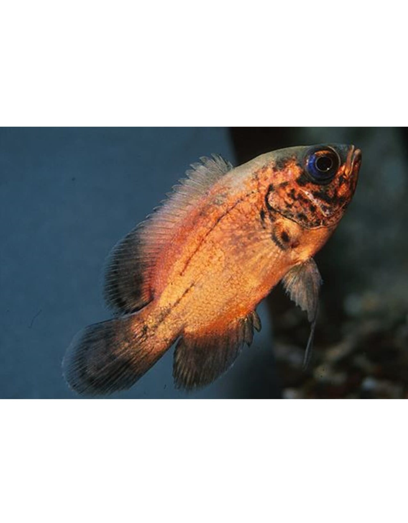 Red Oscar Reg