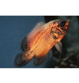 Red Oscar Reg