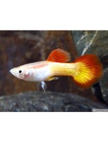 Tequila Sunrise Guppy Male Med
