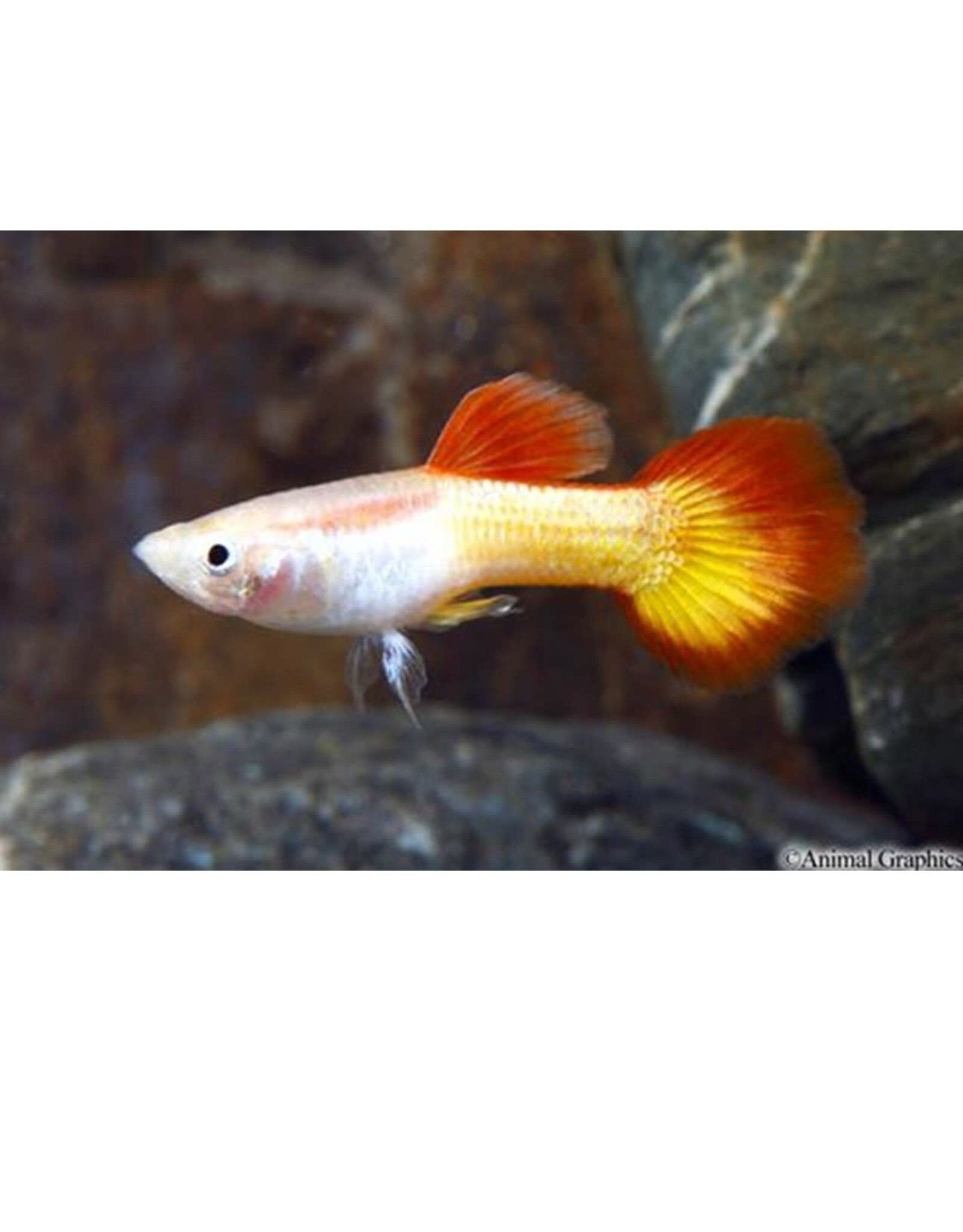 Tequila Sunrise Guppy Male Med