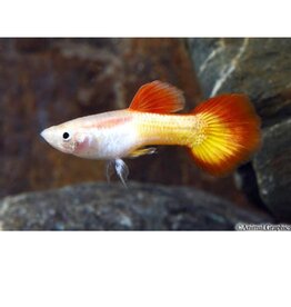 Tequila Sunrise Guppy Male Med