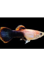 Segrest Farms Pink Tuxedo Guppy Male Med