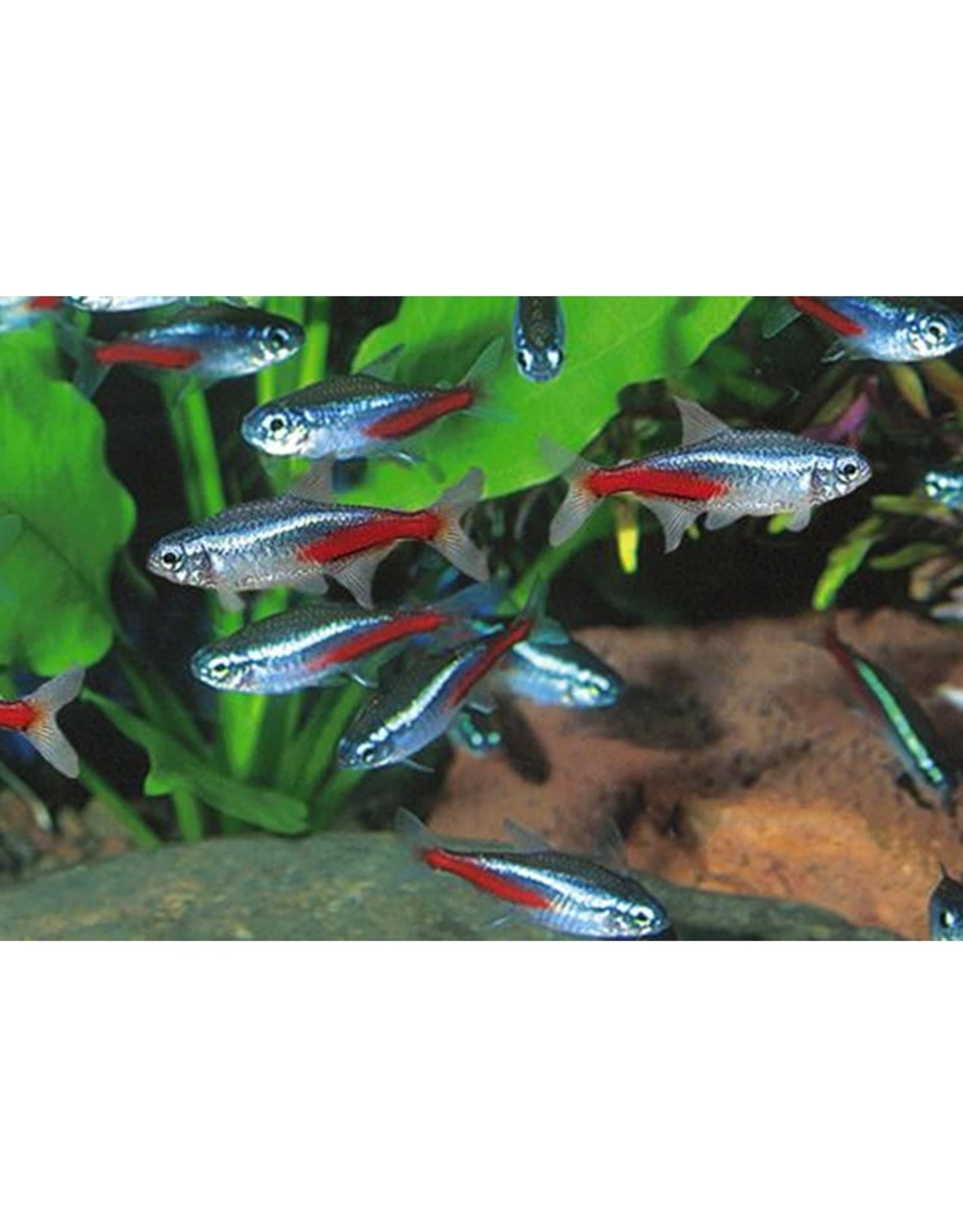 Segrest Farms Neon Tetra Florida Lrg