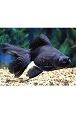 Segrest Farms Black Moor Goldfish Reg