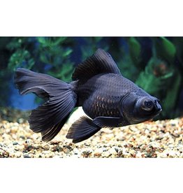 Segrest Farms Black Moor Goldfish Reg