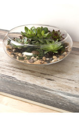 PANACEA GLASS TERRARIUM FLAT BOWL 10 IN