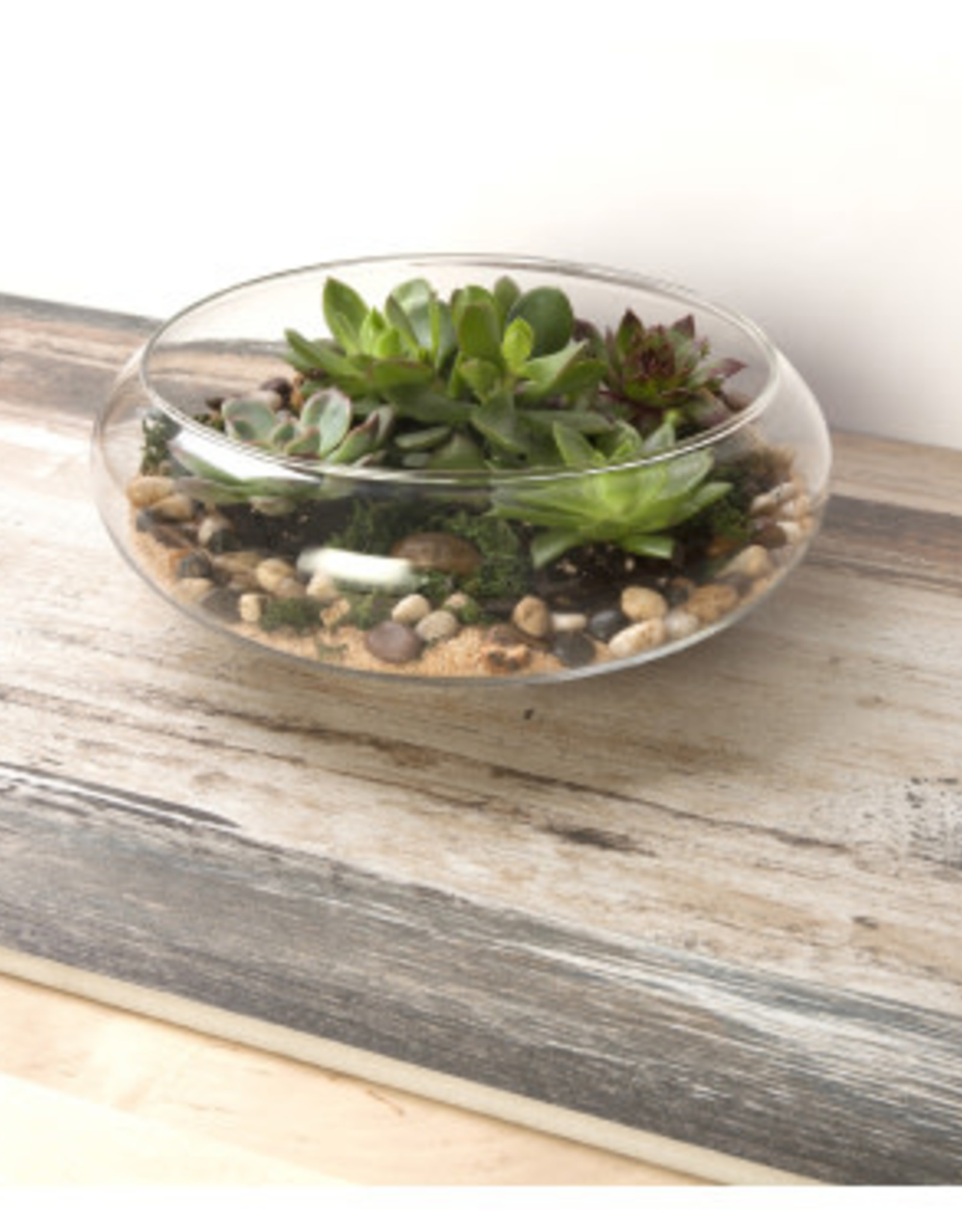 PANACEA GLASS TERRARIUM FLAT BOWL 10 IN