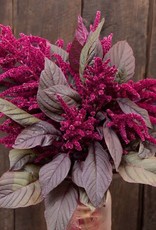 High Mowing Seed HM Garnet Red Amaranth Flowers: 1/8 OZ