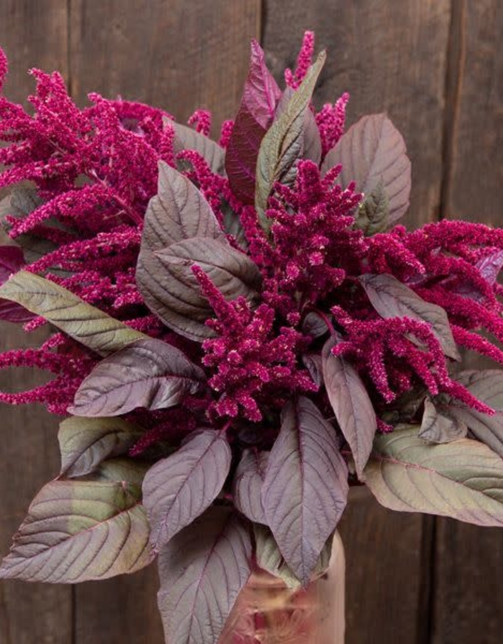 High Mowing Seed HM Garnet Red Amaranth Flowers: 1/8 OZ