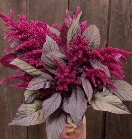 High Mowing Seed HM Garnet Red Amaranth Flowers: 1/8 OZ