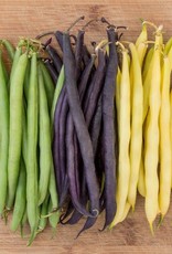 High Mowing Seed HM Mardi Gras Bean Blend  1 OZ
