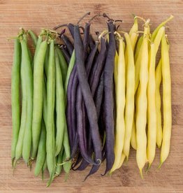 High Mowing Seed HM Mardi Gras Bean Blend  1 OZ