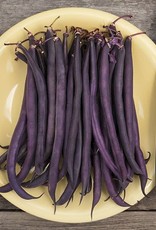 High Mowing Seed HM Royal Burgundy Bush Bean: 1 OZ