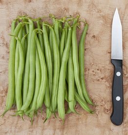 High Mowing Seed HM Strike Bush Bean  1 OZ