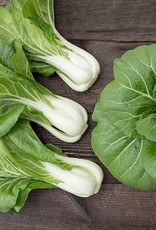 High Mowing Seed HM Bopak F1 Pac Choy  25 SEEDS