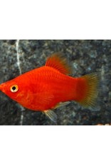 Segrest Farms Dwarf Red Coral Platy Reg
