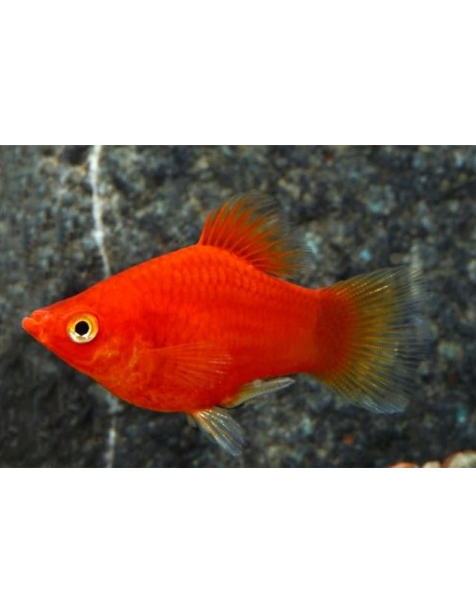 Segrest Farms Dwarf Red Coral Platy Reg