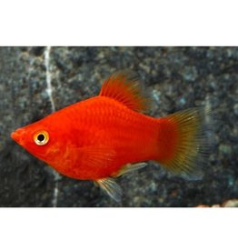 Segrest Farms Dwarf Red Coral Platy Reg