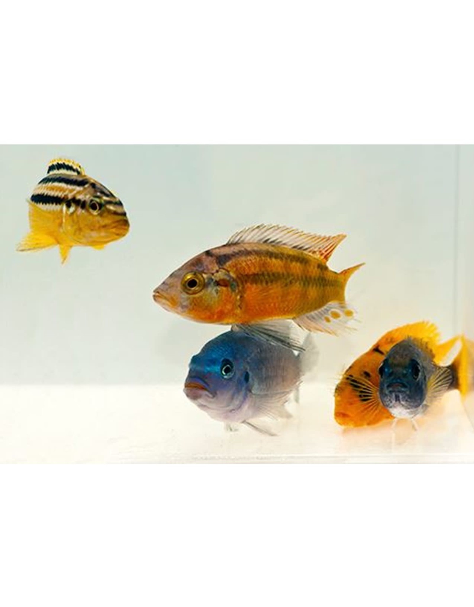 Segrest Farms Assorted African Cichlid Reg