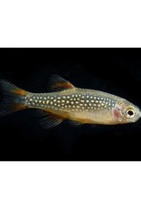 Segrest Farms Celestial Pearl Danio Reg