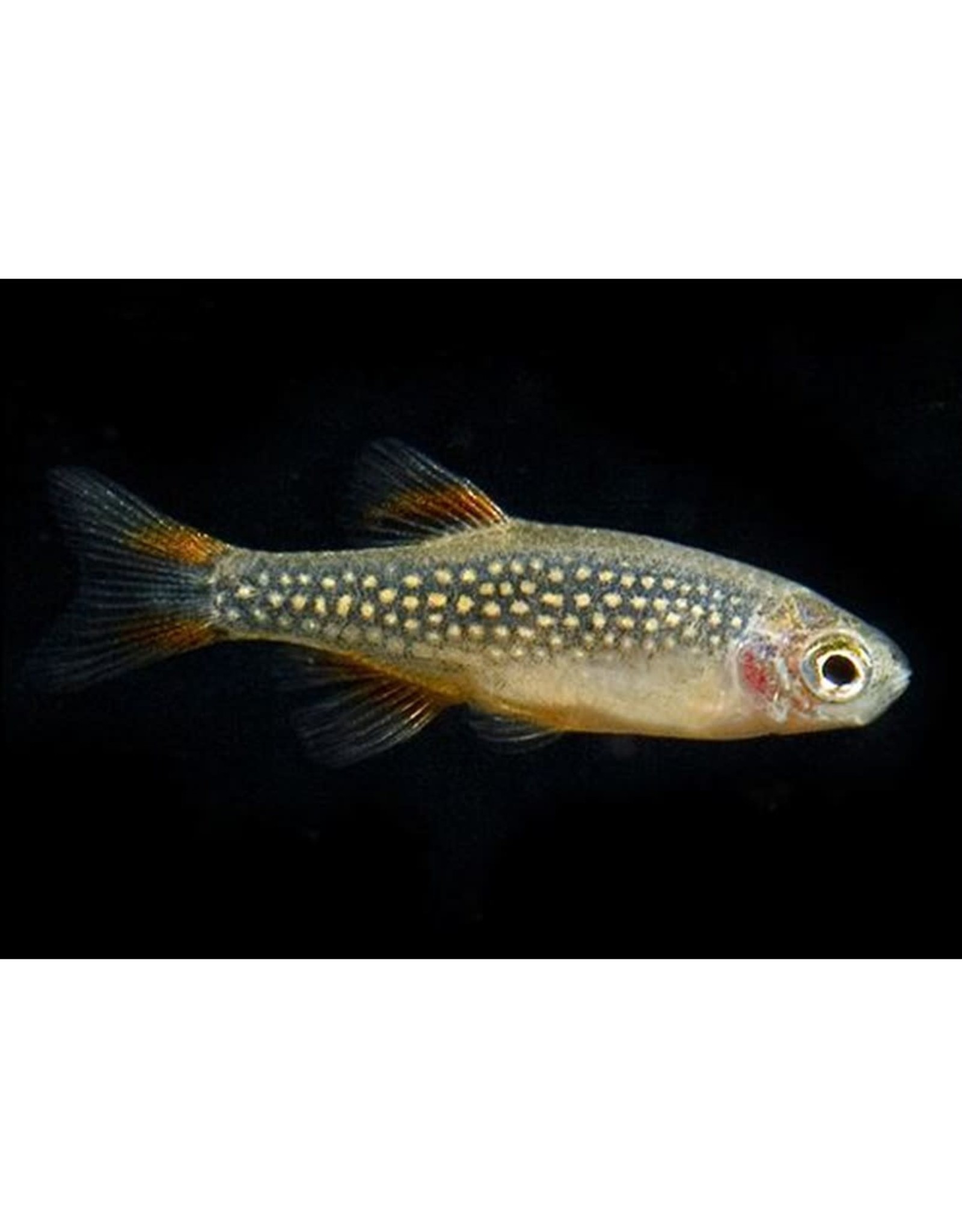 Segrest Farms Celestial Pearl Danio Reg