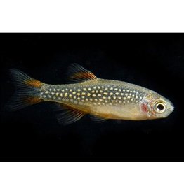 Segrest Farms Celestial Pearl Danio Reg