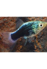 Segrest Farms Green Lantern Platy Med