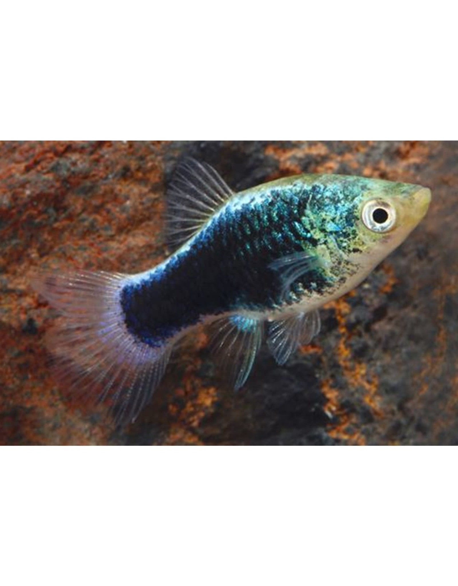 Segrest Farms Green Lantern Platy Med